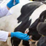 Управление ветеринарии разъясняет порядок действий при проведении изъятия животных