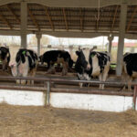 Выплаты за изъятых сельскохозяйственных животных оформляют собственникам ЛПХ