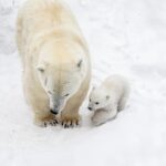 В Новосибирском зоопарке пополнение
