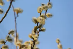 В регионе верба зацвела раньше обычного