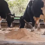 В регионе введен карантин из-за вспышки заболеваний скота