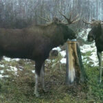 В регионе стало больше лосей