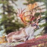 В Здвинском музее представлена фотовыставка дикой природы