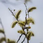 В Здвинском районе встречают вербное воскресенье