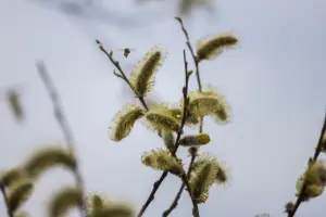 В Здвинском районе встречают вербное воскресенье