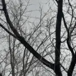 На этой неделе в Здвинске ожидаются температурные качели