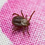 В Здвинском районе начался сезон активности клещей