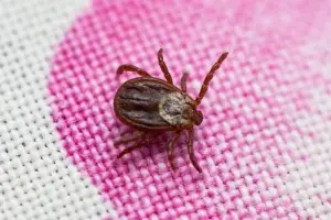 В Здвинском районе начался сезон активности клещей