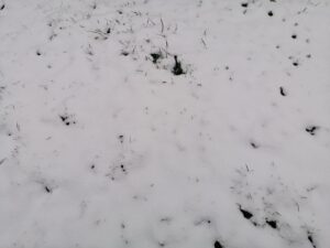 В Новосибирской области на этой неделе ожидается первый снег