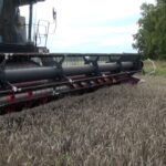 В регионе собирают урожай зерновых культур