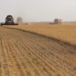 Аграрии Новосибирской области преодолели рубеж в 2 миллиона тонн зерна