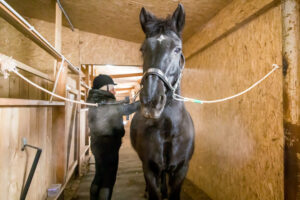 В Новосибирске лошадь упала на 16-летнюю чемпионку по конному триатлону