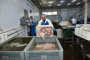 Куйбышевский рыбзавод: курс на Китай, автоматизацию и бережливое производство
