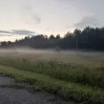 С начала года в регионе на дорогах погибли 117 животных